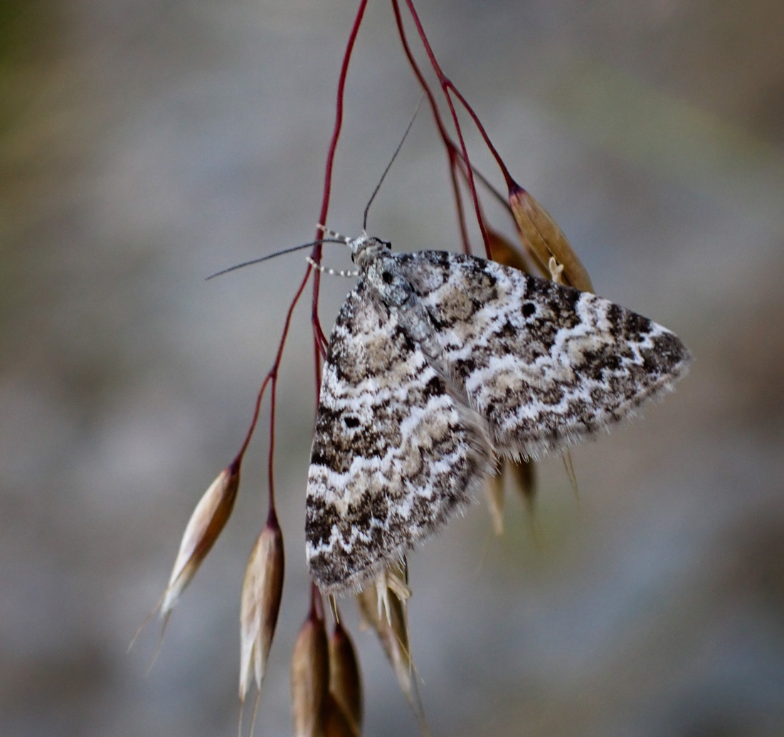 Moths – Moth World