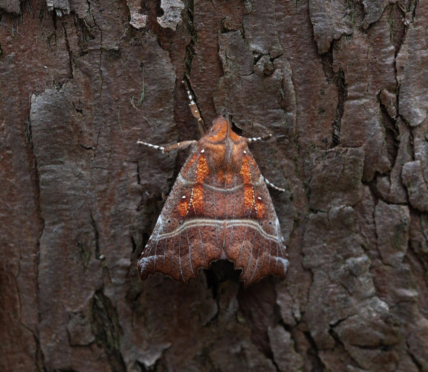 Moths – Moth World