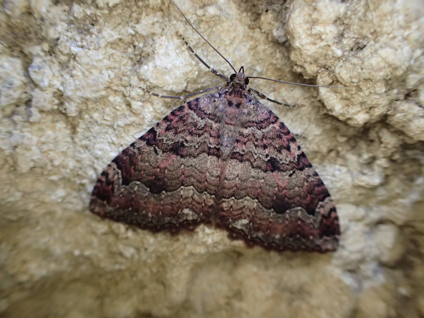 Moths – Moth World